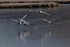 SmugMug > keywords > bite > National Elk Refuge in Wyoming. Swans