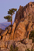 SmugMug > keywords > rocky > A pine tree grows out of rock formation during sunrise at Hartman Rocks Recreational Area near Gunnison, Colorado.