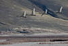 SmugMug > keywords > four > After a trumpeter swan (Cygnus buccinator) charged a courting couple, the couple chased it off the lake and into the air at the National Elk Refuge near Jackson, Wyoming.