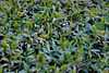 SmugMug > keywords > ground > Plants blow in the wind in Moses Lake, Washington.