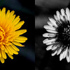 SmugMug > keywords > visible > People don't see in the ultraviolet spectrum, but many bugs do.
Seen only in ultraviolet, the dark spot in the middle of a dandelion guides insects to the nectar and pollen.