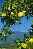 SmugMug > all-time keyword > seaman > 1965-1966 >  VA ROSELAND NELSON COUNTY SEAMAN ORCHARDS SEPTJI_MG_7000MMW