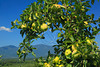 SmugMug > all-time keyword > seaman > 1965-1966 >  VA ROSELAND NELSON COUNTY SEAMAN ORCHARDS SEPTJI_MG_7036MMW
