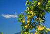 SmugMug > all-time keyword > seaman > 1965-1966 >  VA ROSELAND NELSON COUNTY SEAMAN ORCHARDS SEPTJI_MG_7091MMW