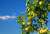 SmugMug > all-time keyword > seaman > 1965-1966 >  VA ROSELAND NELSON COUNTY SEAMAN ORCHARDS SEPTJI_MG_7097MMW