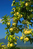 SmugMug > all-time keyword > seaman > 1965-1966 >  VA ROSELAND NELSON COUNTY SEAMAN ORCHARDS SEPTJI_MG_7064MMW