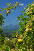 SmugMug > all-time keyword > seaman > 1965-1966 >  VA ROSELAND NELSON COUNTY SEAMAN ORCHARDS SEPTJI_MG_7163MMW