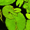 SmugMug > keywords > golf > Pete Davies - Pacman Lillies
Being a child of the 80's (and 90's and the 00's) I was struck by how these young lilly leaves looked like pacmen running amok on the surface of the pond. I have probably pushed the post processing too far. What do you think?