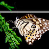 SmugMug > all-time keyword > arrived > Andy Armitage - I made these images in Laos recently.  The sun was raging hot and bright, and I have had to photoshop them mildly to improve the white balance, exposure and saturation as appropriate. I am not a competent enough photo-grapher nor photo-shopper so any work done is mild - promise.