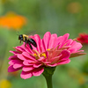 SmugMug > keywords > departs > Jerry, Darius, Peter, Frits >  Bumble Bee Departs Zinnia