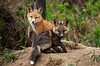 SmugMug > all-time keyword > strike > Red Fox and Cross Over Pups