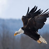 SmugMug > keywords > uses > 
Copyright 2009 Bruce Finocchio(Photos taken at the Eagle Workshop in Alaska)
