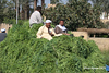 SmugMug > all-time keyword > egypt > Faces and Places  photo