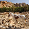 SmugMug > all-time keyword > bedouin > Bedouin horse, Petra