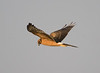 SmugMug > all-time keyword > harrier > Al Ain Water Treatment Plant, 01.11.2009
© Huw Roberts