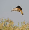 SmugMug > all-time keyword > harrier > Al Ain Water Treatment Plant, 03.11.2009
© Huw Roberts